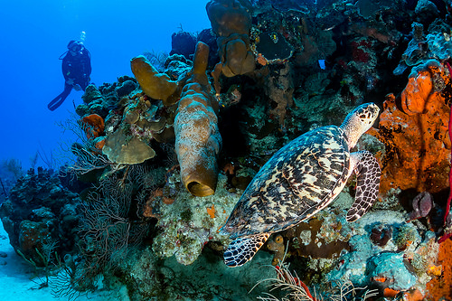 Cozumel - Blog Cozumel