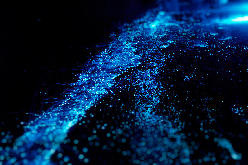 Bioluminescent Bay - Blog Bioluminescent Bay
