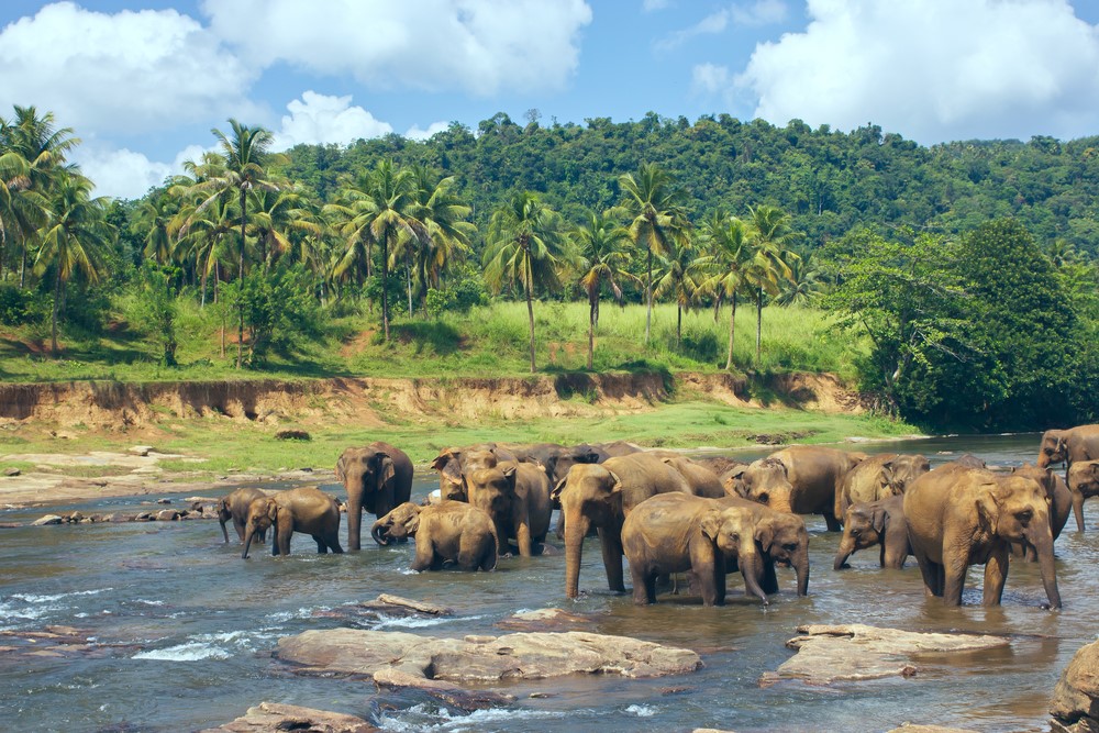 Seeing elephants in their natural habitat was a highlight of the tour through Sri Lanka for Adriana. - Blog Seeing elephants in their natural habitat was a highlight of the tour through Sri Lanka for Adriana.