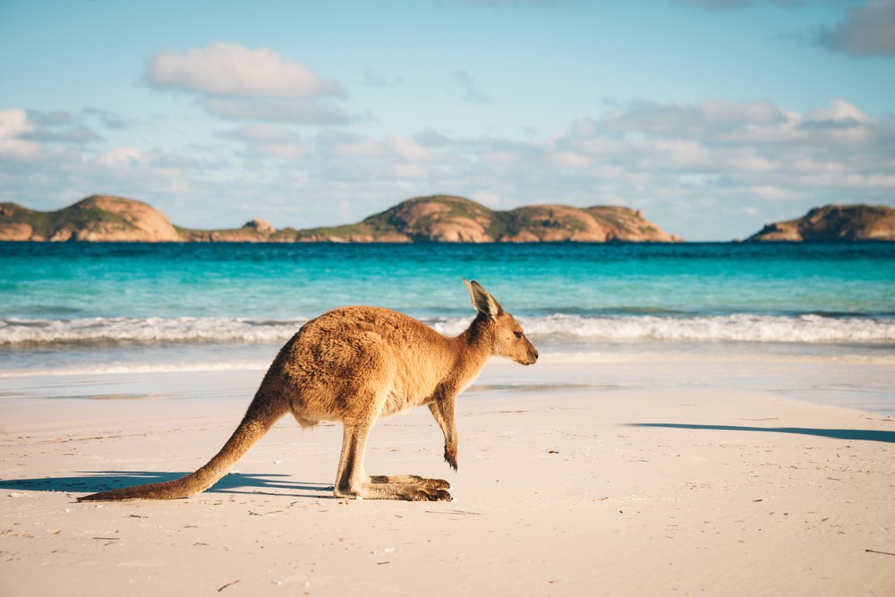 Kangaroo - Blog Kangaroo