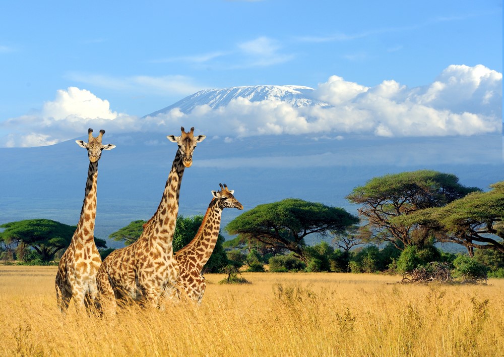 African Safari - Blog African safari