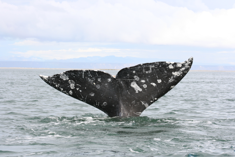 Whale watching in Puerto Vallarta - Blog Whale watching in Puerto Vallarta