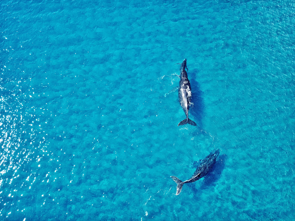 Whale watching in Maui - Blog Whale watching in Maui