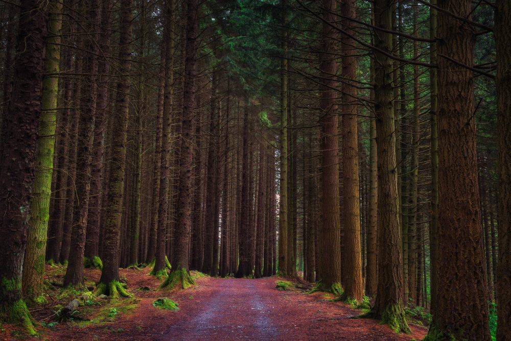 Tollymore Forest - Blog Tollymore Forest