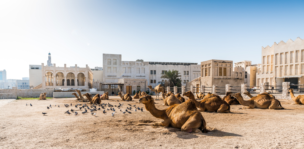 Camels in Qatar - Blog Camels in Qatar