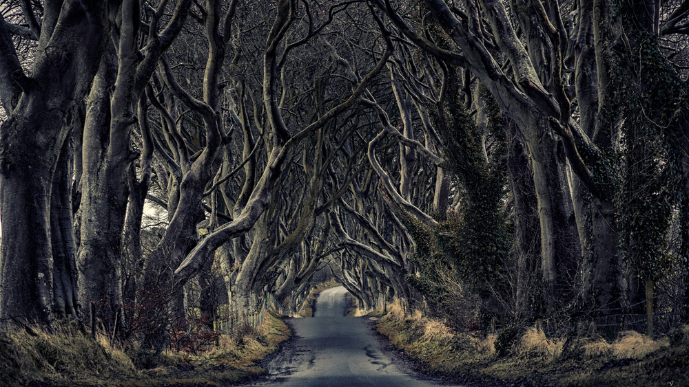Dark Hedges - Blog Dark Hedges