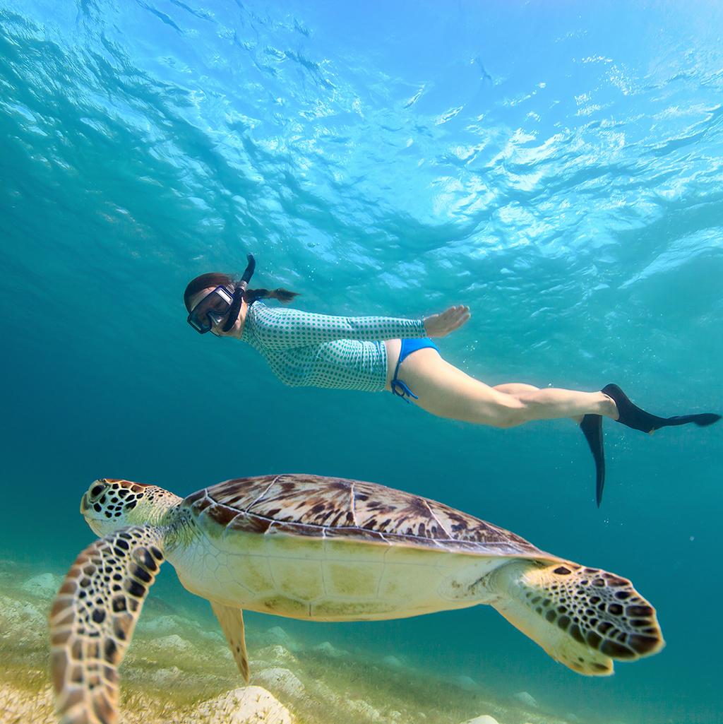 Snorkeling with a turtle on vacation in Barbados’ West Coast