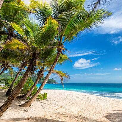 palm trees on a Jamaican beach